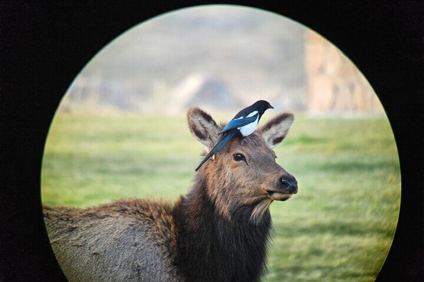 Yellowstone Private Wildlife Tour