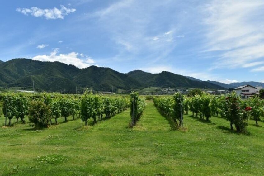 Private Yamanashi Koshu Winery Tour with Licensed Guide