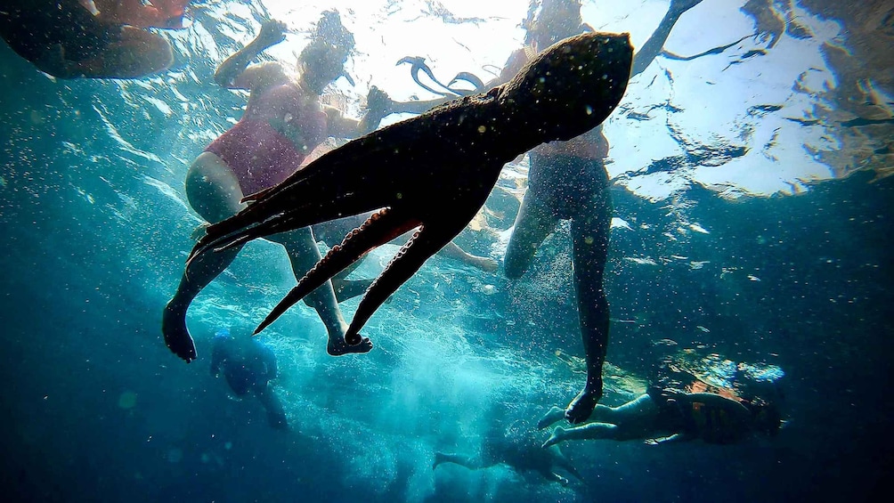 Picture 6 for Activity Paddleboard & snorkel tour in Los Arcos