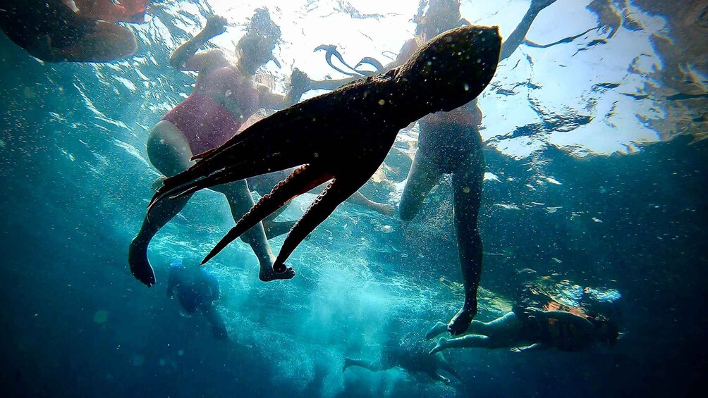 Picture 6 for Activity Paddleboard & snorkel tour in Los Arcos