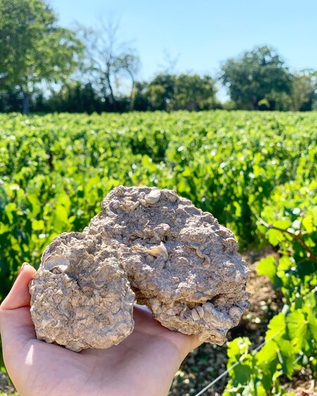 Picture 3 for Activity Escapade and tasting in the Chablis vineyards