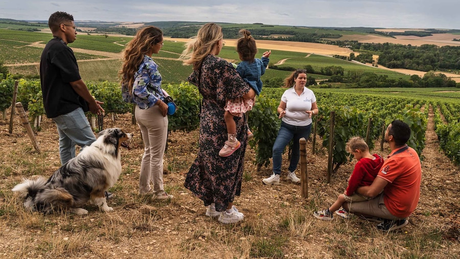 Escapade and tasting in the Chablis vineyards