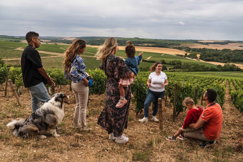 Escapade and tasting in the Chablis vineyards