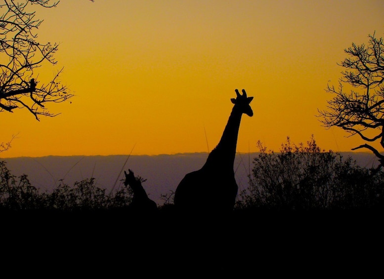 Picture 8 for Activity From St Lucia: iSimangaliso Wetland Park Night Drive Safari