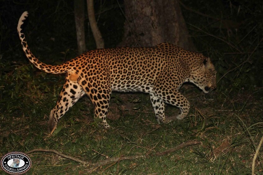 Picture 10 for Activity From St Lucia: iSimangaliso Wetland Park Night Drive Safari