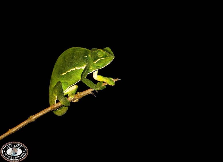 Picture 9 for Activity From St Lucia: iSimangaliso Wetland Park Night Drive Safari