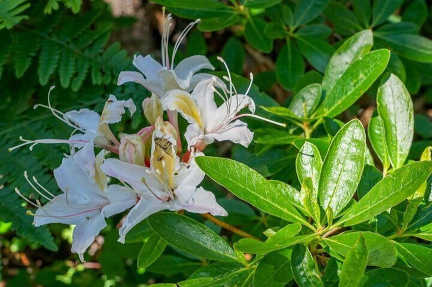 Western Azalea Wildflower