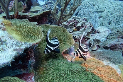 Private 2 Stop Snorkel Excursion on Bonaire