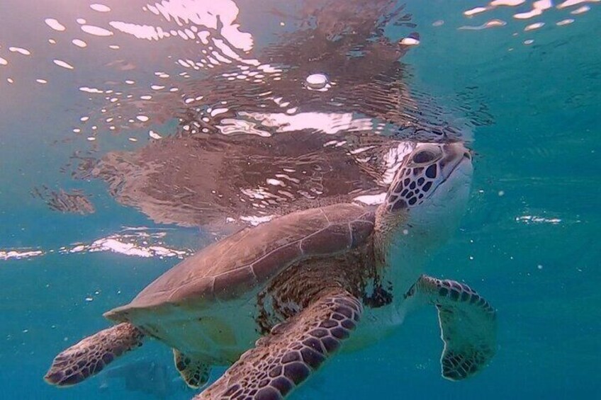 green turtle