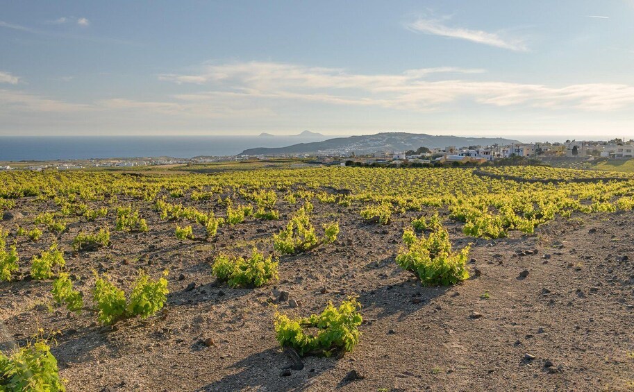 Picture 6 for Activity Santorini: Through the Grapevine Tour Winery Tasting Tour