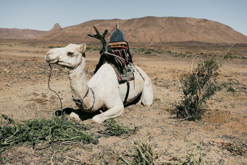 Assekrem & Hoggar Mountains: 6-Day Sahara Expedition