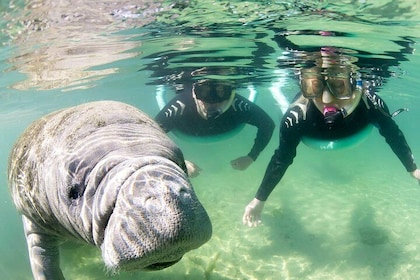 Manatee Snorkel Tour - Small Group