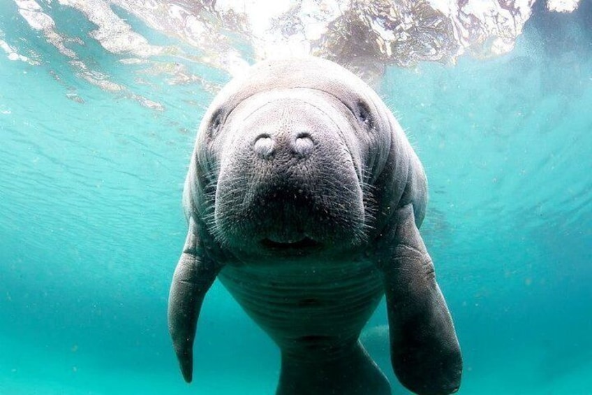 Manatee Snorkel Tour - Small Group