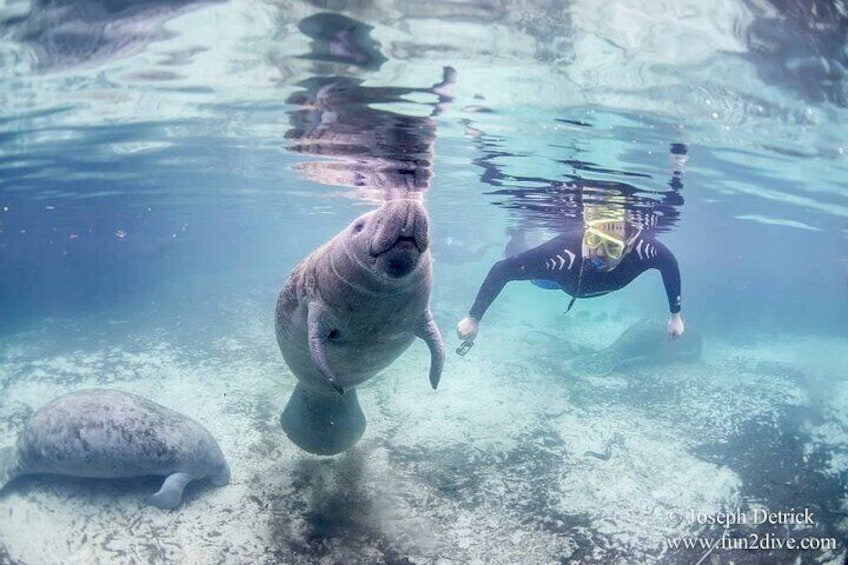 Manatee Snorkel Tour - Small Group