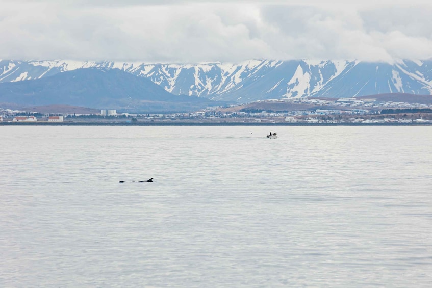 Picture 8 for Activity Reykjavík: Whale Watching Cruise on the Amelia Rose Yacht