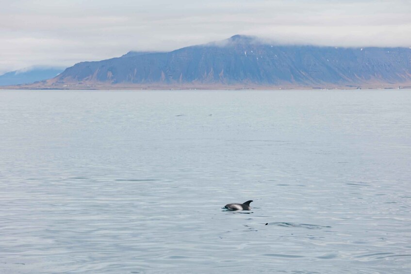 Picture 1 for Activity Reykjavík: Whale Watching Cruise on the Amelia Rose Yacht