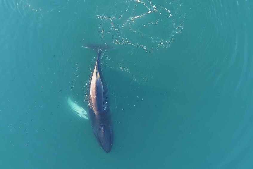 Picture 11 for Activity Reykjavík: Whale Watching Cruise on the Amelia Rose Yacht