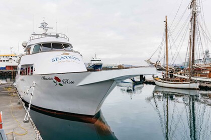 Reykjavík: Whale Watching Cruise op de Amelia Rose Yacht