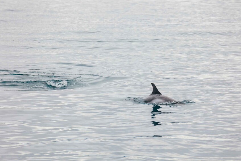 Picture 3 for Activity Reykjavík: Whale Watching Cruise on the Amelia Rose Yacht