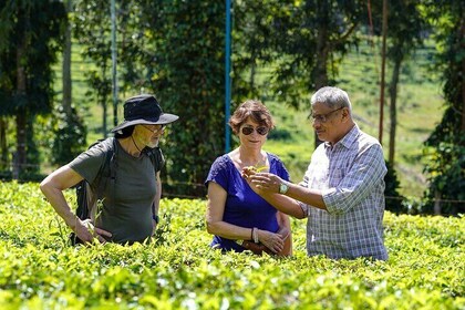 Half Day Thekkady Tea Trail Tour