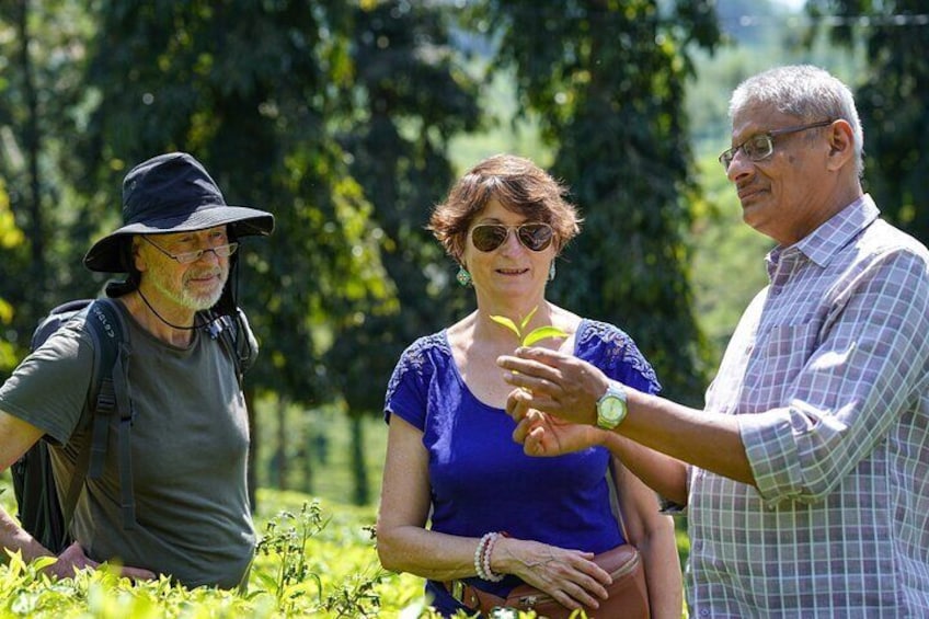 Half Day Thekkady Tea Trail Tour