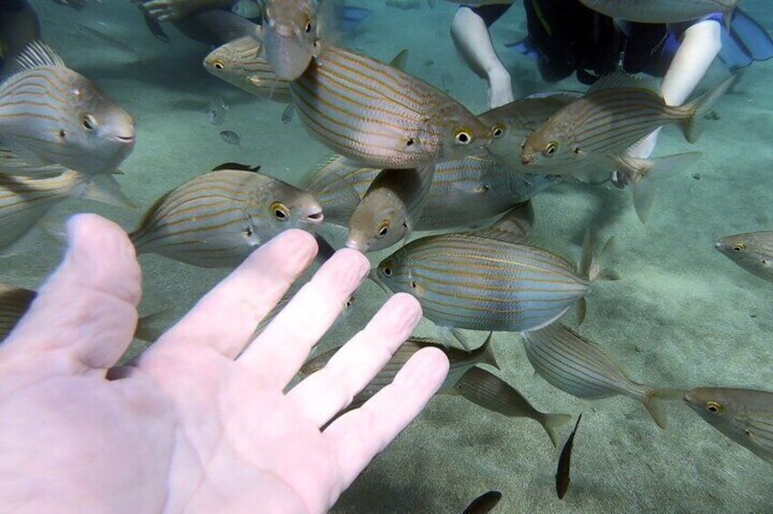 Intro Dive for Beginners with a PADI Instructor near Heraklion