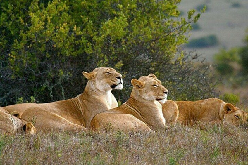 Kruger National Park 3 Day Safari From Johannesburg & Pretoria