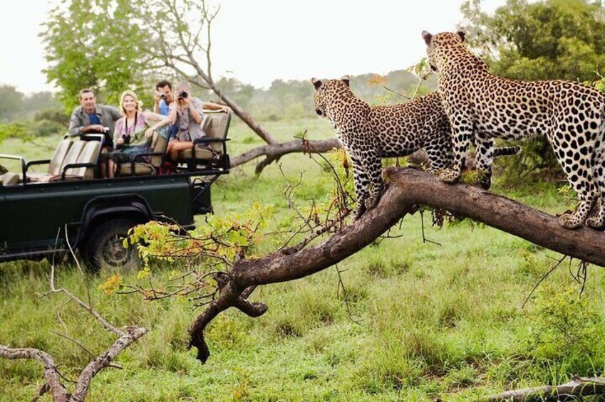 Kruger National Park 3 Day Private Safari From Johannesburg 