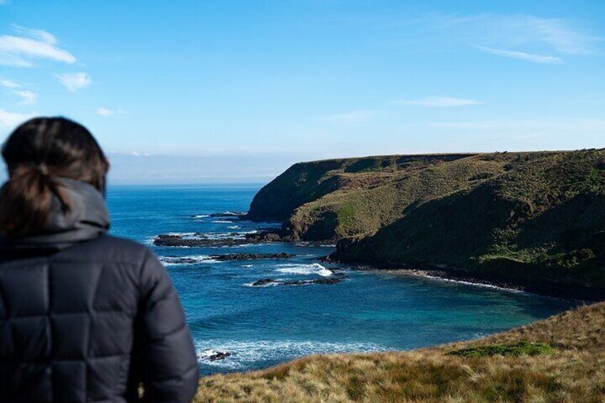 Phillip Island Penguin Parade Express Tour from Melbourne