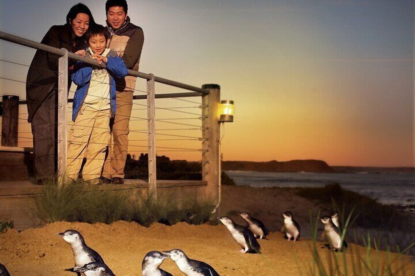 Phillip Island Penguin Parade Express Tour from Melbourne