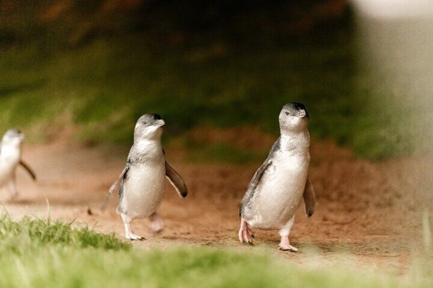 Phillip Island Penguin Parade Express Tour from Melbourne