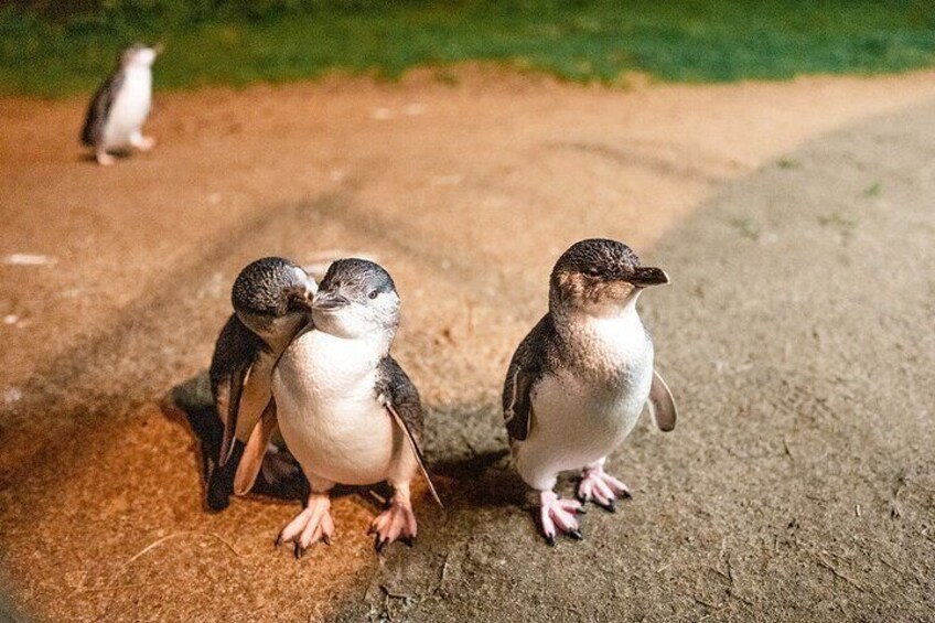 General admission to the Phillip Island Penguin Parade