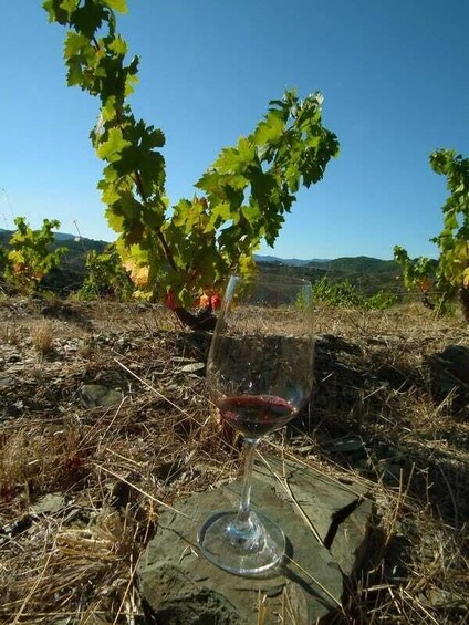 Picture 4 for Activity Falset: Guided Wine Tour to the Priorat by a Local