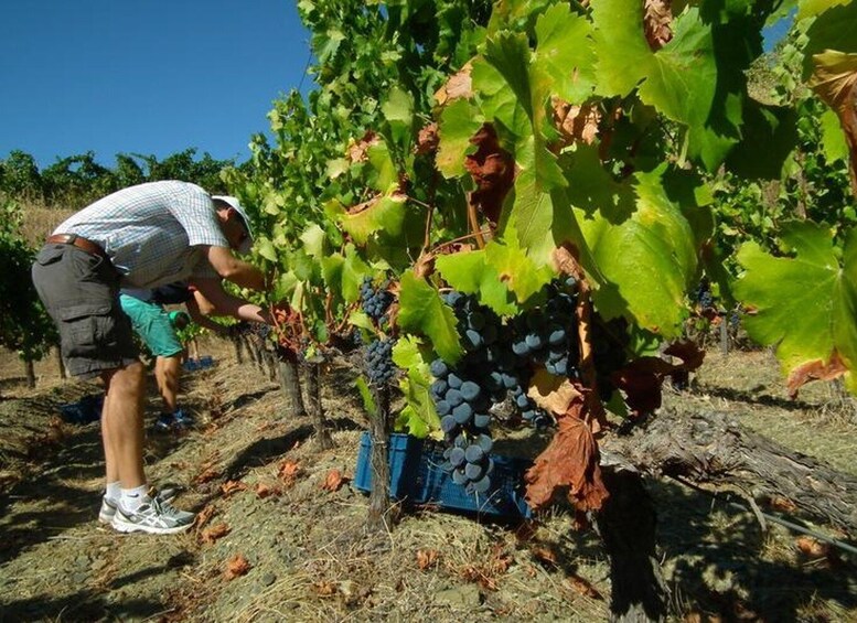 Picture 5 for Activity Falset: Guided Wine Tour to the Priorat by a Local