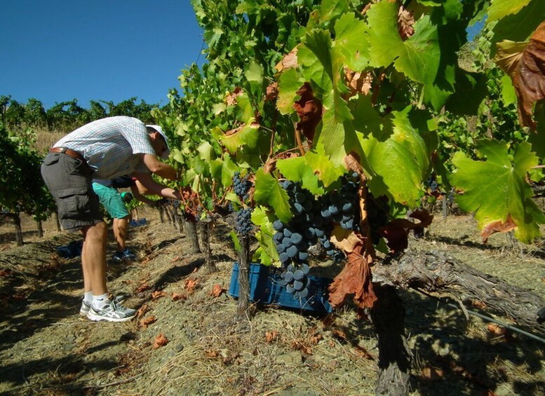 Picture 5 for Activity Falset: Guided Wine Tour to the Priorat by a Local