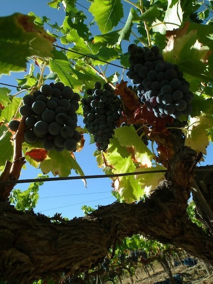 Picture 4 for Activity Falset: Private Guided Wine Tour to the Priorat by a Local