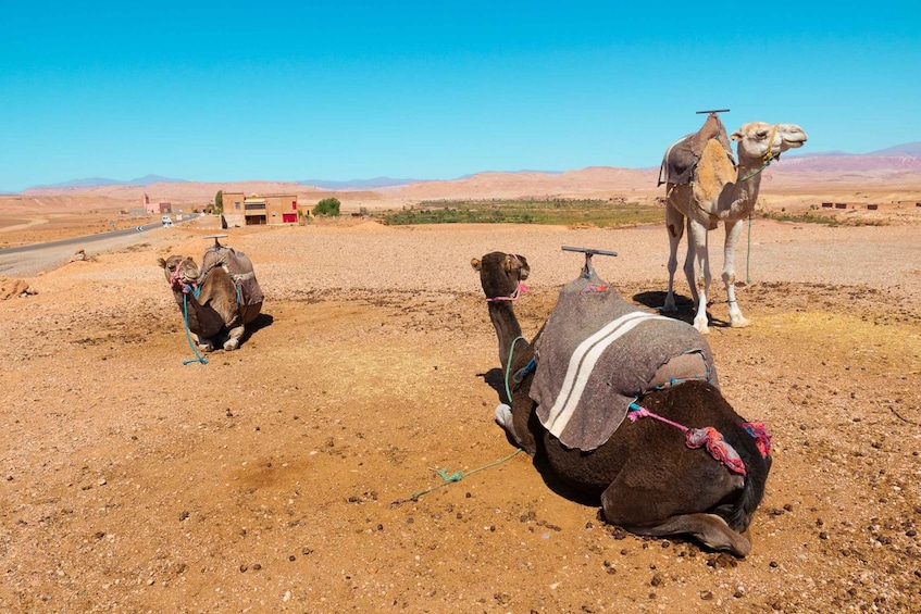 Picture 2 for Activity From Marrakech: Atlas Mountains Day Trip with Camel Ride