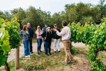 San Francisco: Ruta del Vino de Sonoma en Grupo Reducido con Degustaciones