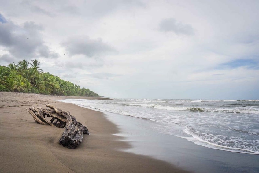 Picture 11 for Activity Tortuguero: Three Days & Two Nights All Included Tortuguero