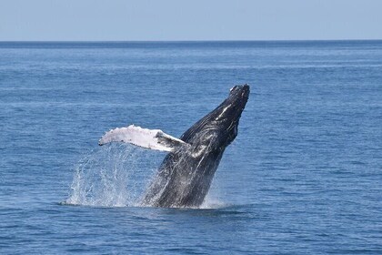 Whale Dolphin and Bird Watching Ecotour Cruise