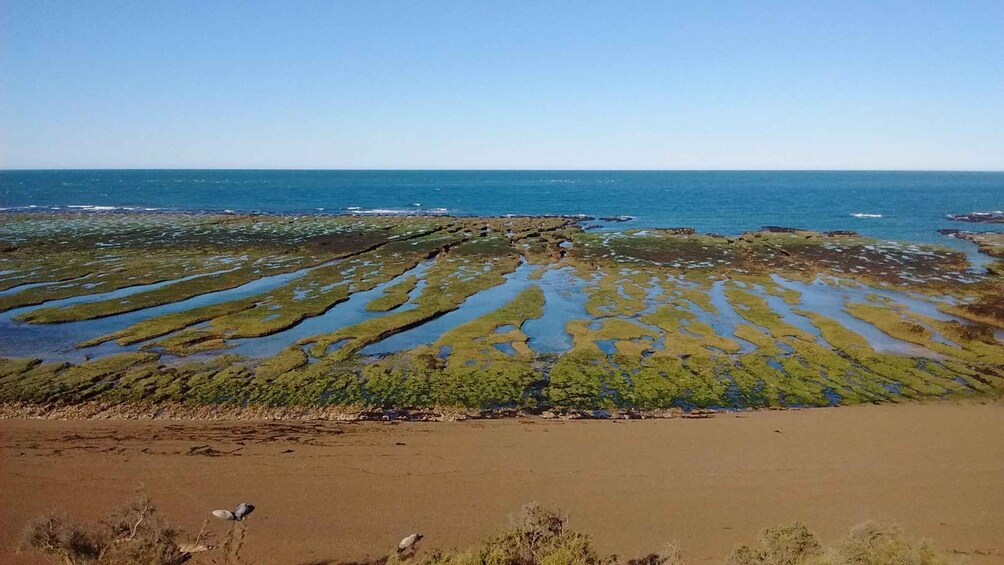 Peninsula Valdes: Shore excursion for cruise passengers