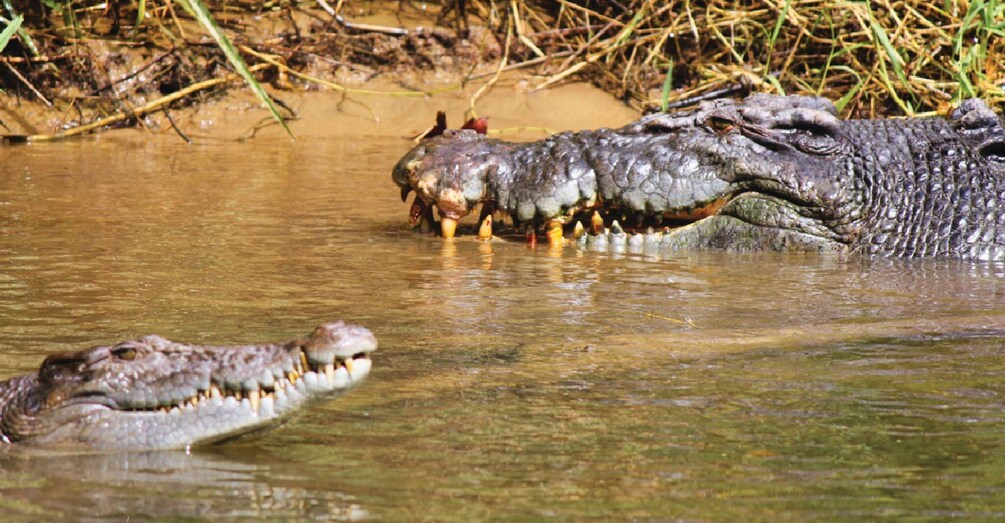 Picture 5 for Activity Daintree: Lower Daintree Crocodile & Wildlife Cruise