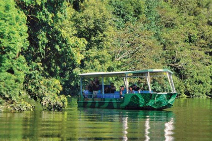 Daintree : Lower Daintree Crocodile et Wildlife croisière