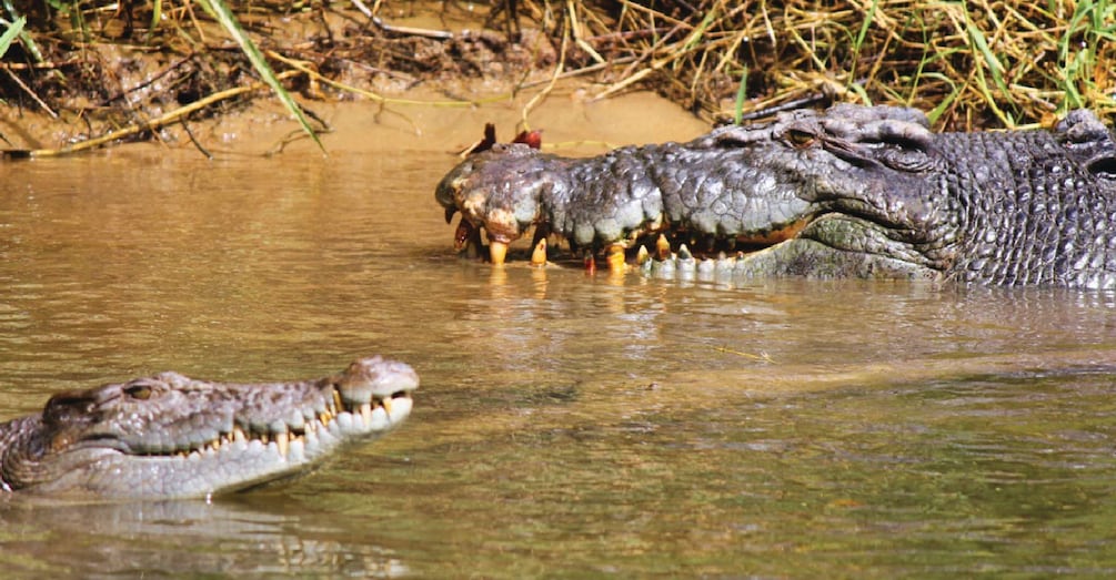 Picture 3 for Activity Daintree: Lower Daintree Crocodile & Wildlife Cruise