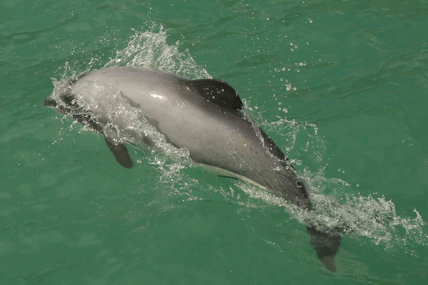 Picture 8 for Activity Akaroa Harbour 2-Hour Dolphin Nature Cruise