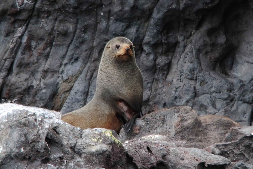 Picture 3 for Activity Akaroa Harbour 2-Hour Nature Cruise