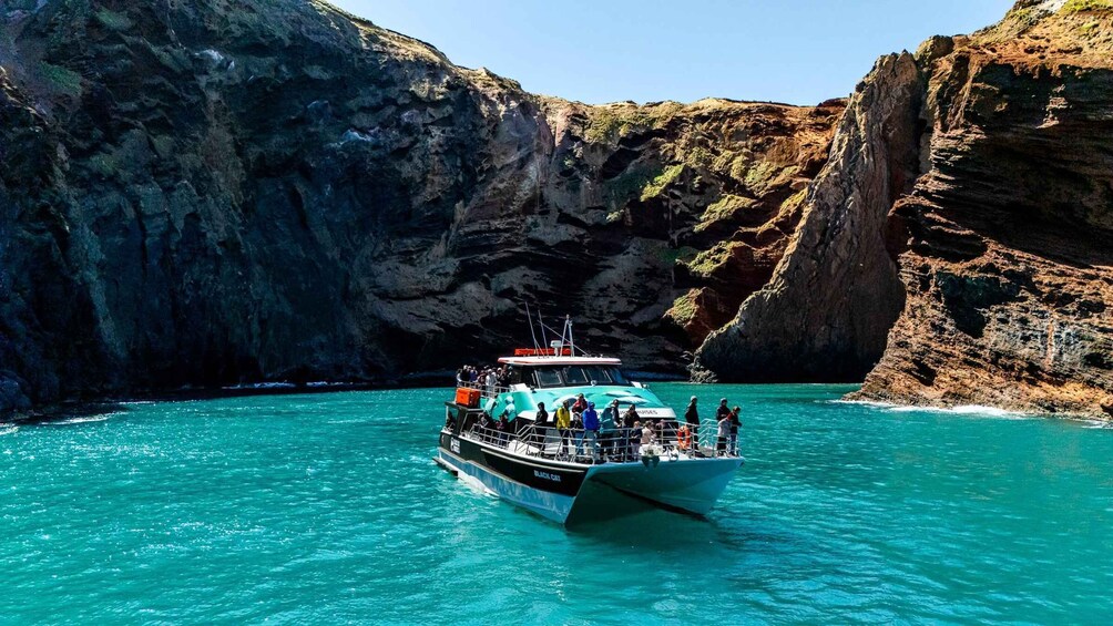 Picture 1 for Activity Akaroa Harbour 2-Hour Dolphin Nature Cruise