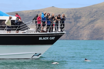 Akaroa Harbour 2-stündige Delfin-Naturrundfahrt