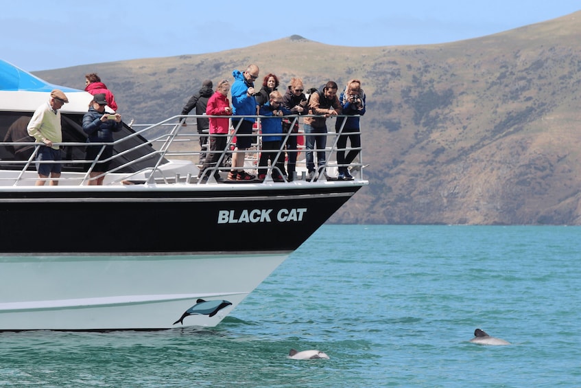 Akaroa Harbour 2-Hour Dolphin Nature Cruise