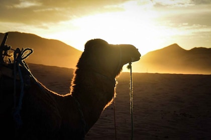 Au départ de Marrakech : Excursion de 2 jours dans le désert